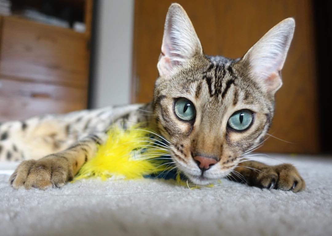 恩比德统治全场却成绝杀背景板,奇才压哨一击终结活塞连败梦